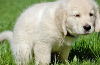 What Are the Best Practices for Training Your New Puppy?