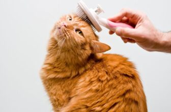 What Are the Must-Have Grooming Supplies for Cats?