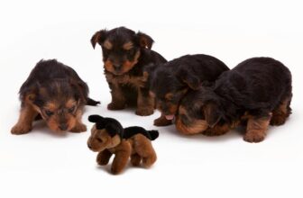 choosing toys for dogs