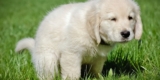 What Are the Best Practices for Training Your New Puppy?