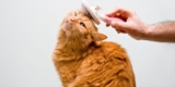 What Are the Must-Have Grooming Supplies for Cats?